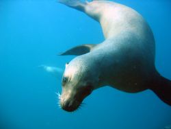 california sea lion - Anacapa Island, CA - natural light by Sean C. Brady 
